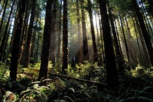 Reduce-Paper-Forest_small